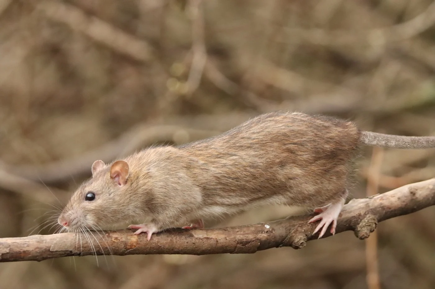 Adult Norway rat showing the blunt nose, small ears, and heavy body
