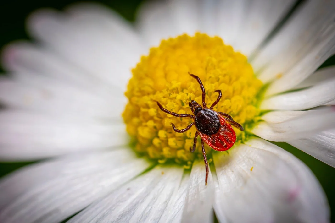 Adult female blacklegged tick