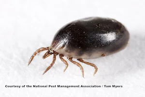 Blacklegged tick nymph, about the size of a poppy seed