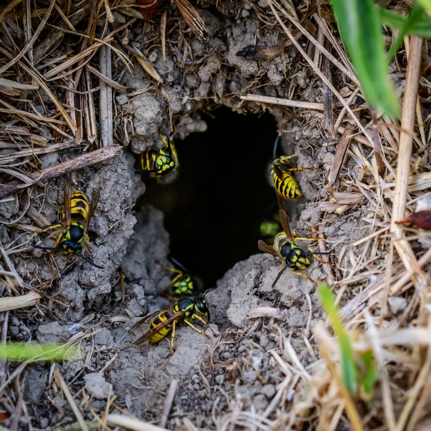 The entrance hole of a yellowjacket nest in the ground