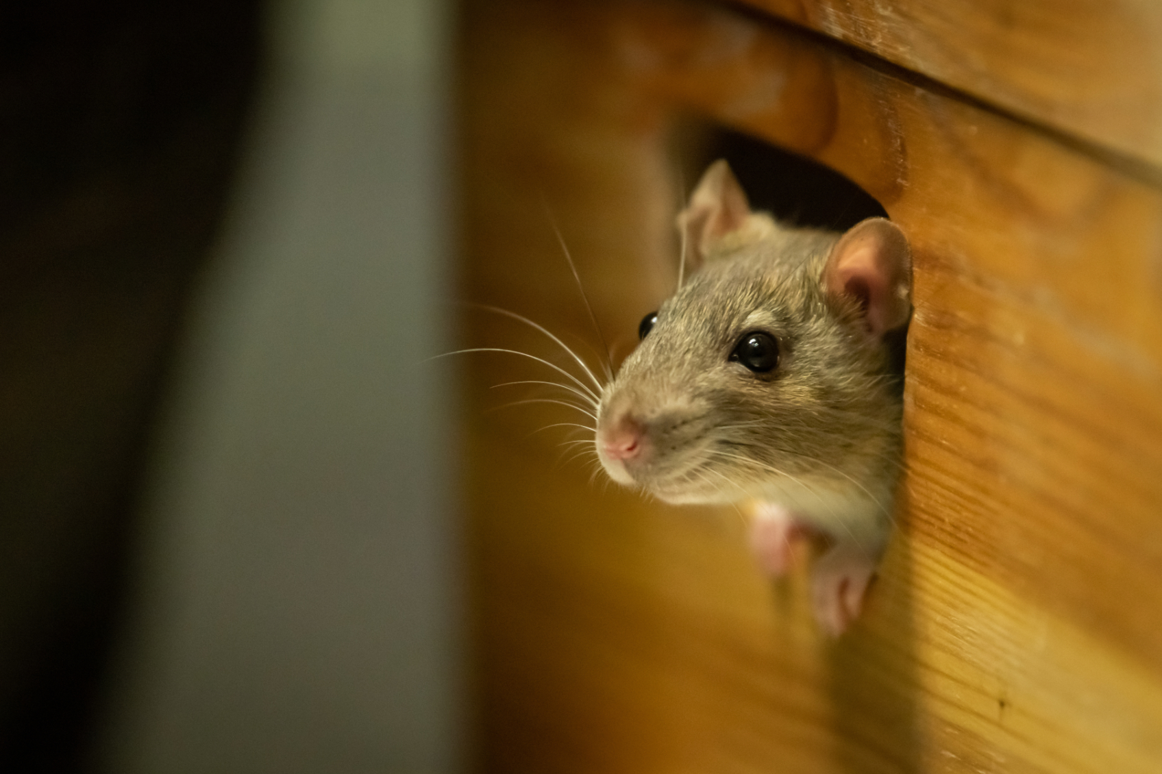 rodent image